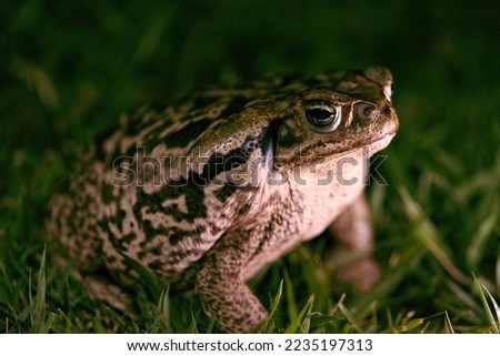 A closeup shot of a cane toad on a grassy field
