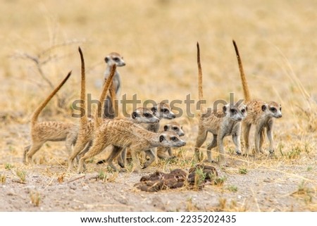 A closeup shot of a group of meerkats on a field at Central Kalahari National Park, Botswana