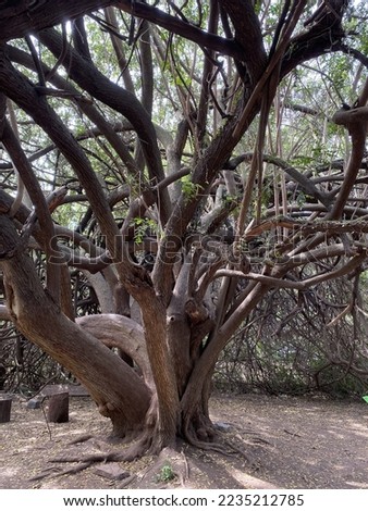 The branches of the tree. A huge spreading tree with many trunks intertwined. Intertwined trunks of trees in the Park.