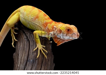 Closeup of Red Albino iguana on wood, Red iguana albino closeup, Red Iguana albino on black background Royalty-Free Stock Photo #2235214045