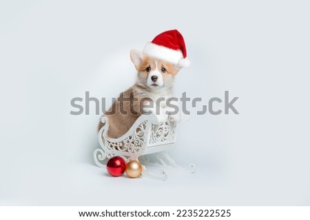 cute baby welsh corgi puppy in santa hat on white background in winter sleigh