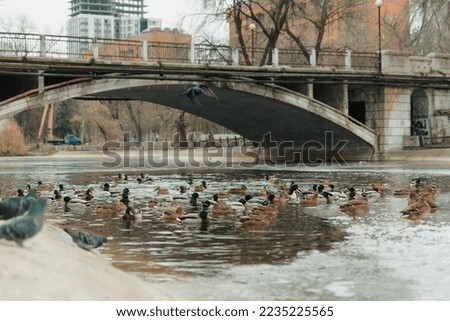 Ducks on a frozen lake among pigeons, wild ducks on a lake in the city park of the Dnieper