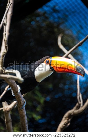 Colorful Tucan close up.