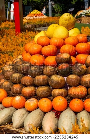 Garden landscape piled up with pumpkins and various melons and fruits in the Harvest Festival