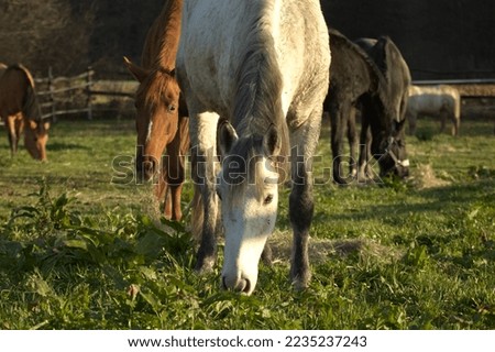 Horses in the meadow on the village. Friendship between Horses. Horse farm.