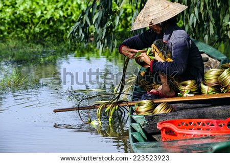 Water lily flowers (Nymphaea) prepared in roll for sale. This is used vegetables, soft, fresh and delicious. It is very popular in Mekong delta area, Southeast of Vietnam
