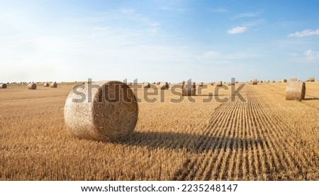 Straw rolls on the field. Round straw bales. Stover on the field. Harvested cereal plants. Agriculture. Royalty-Free Stock Photo #2235248147
