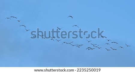 Formation of canada geese on a  blue sky with soft fluffy clouds, view from below - Branta canadensis Royalty-Free Stock Photo #2235250019