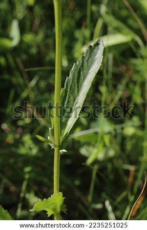Leucanthemum vulgare, Oxeye daisy, Compositae. Wild plant shot in summer. Royalty-Free Stock Photo #2235251025
