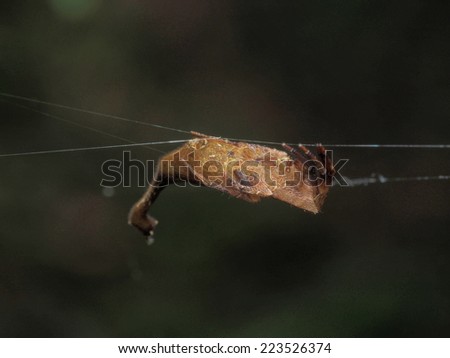 Wild Spider consume the victim on the web