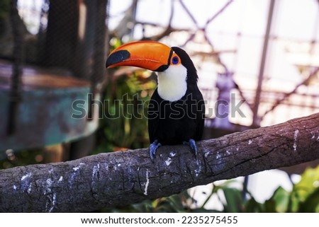 Curious toucan bird perched on wooden tree branch in the green planet zoo, Toucan bird perched on tree branch in zoo