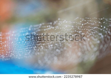 blurred abstract spiderweb natural with rain drop on the line against the sun pattern background