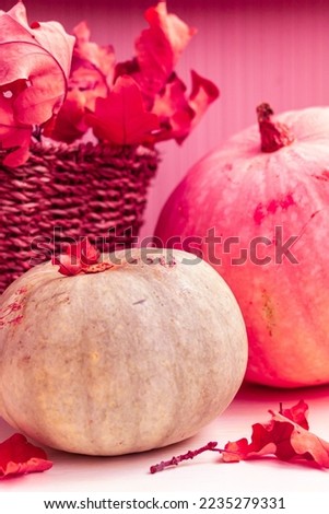 Viva Magenta pumpkins and a wicker basket with the smallest rainfall on the table. autumn background.
