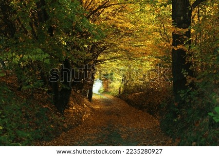Picturesque view of path in autumn forest