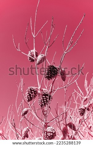 Abstract pine cones on clean background. Christmas natural background toned viva magenta color