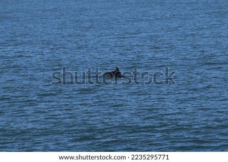 Dolphin, Harbor Porpoise (Phocoena phocoena) Pregnancy period is shorter than other dolphins. Pregnancy period is 11 months and they give birth to one calf every year. Royalty-Free Stock Photo #2235295771