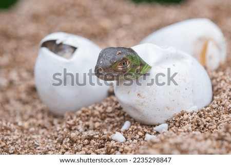 Baby green iguana hatching from egg on pile of sand with bokeh background