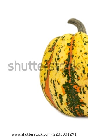 the natural yellow decorative ornamental pumpkin