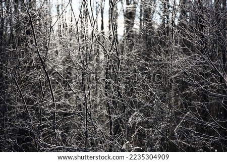 Young trees in the wood are decorated with scintillating hoarfrost.The chaotic arrangement of trunks and branches of plants creates an abstract picture.