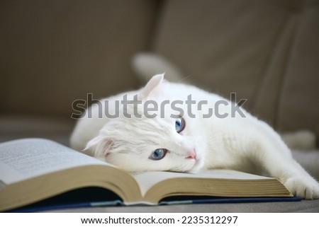white Scottish white cat with blue eyes and book
