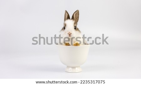 Lovely bunny easter baby rabbit sitting in white coffee cup on white background. Funny relaxing cute fluffy rabbit playful concept. Cute fluffy rabbit on white background Animal symbol of easter day.