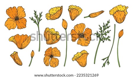 Set of flowers poppy isolated on white background