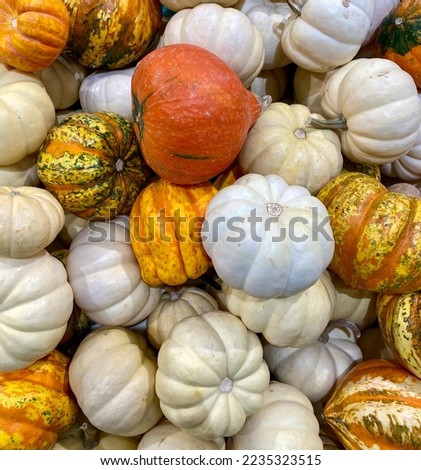 Autumn harvest colorful squashes and pumpkins in different varieties. A collection of pumpkins and squash of different types and colors. Autumn harvest. Decorative material for Halloween.
