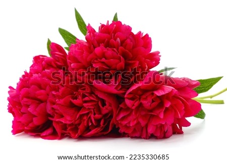 Red peonies with green leaves isolated on a white background.
