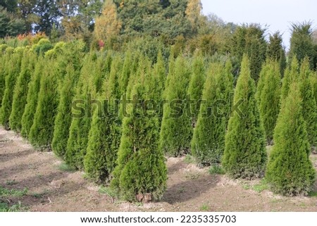 View of many cultivated and grown Arborvitae or Cypress (Thuja) and other trees in the background outside on the premises of a plant trade or nursery Royalty-Free Stock Photo #2235335703