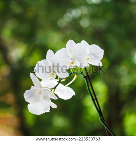 White orchid, green bokeh in background. Shallow depth of field. Focused on one flower 