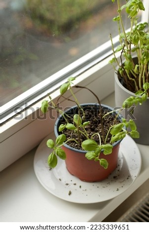 Wilted basil plant in a pot not taken care of Royalty-Free Stock Photo #2235339651