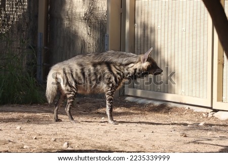 hyena standing in the garden