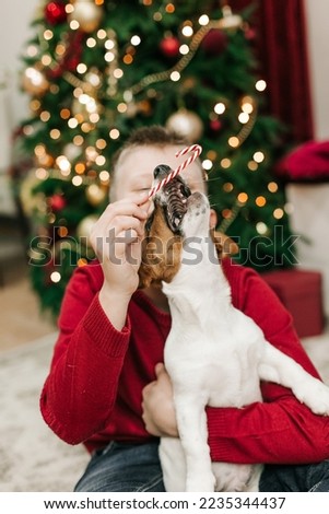 boy play have fun with pet jack russell on christmas tree background

