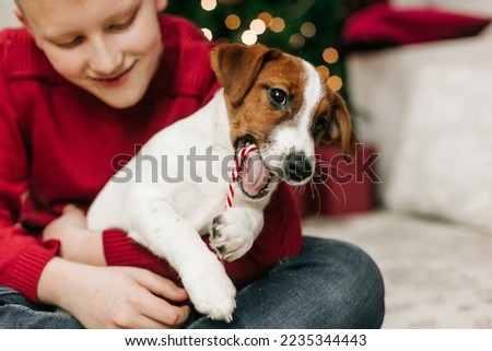 boy play have fun with pet jack russell on christmas tree background

