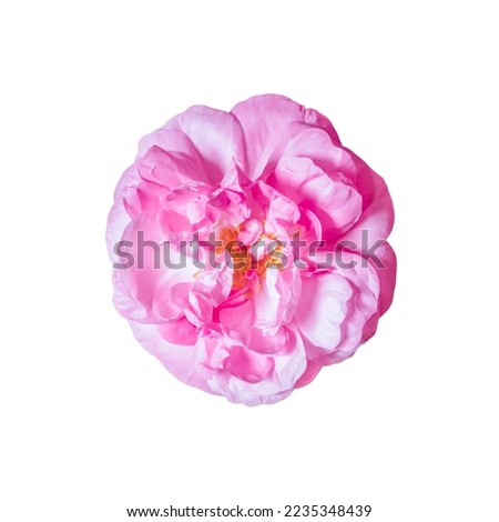 Pink rose close-up.Bulgarian Damascena Rose.isolate on a white background flower