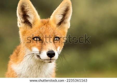 Red Fox Close Up in A Green Natural Background