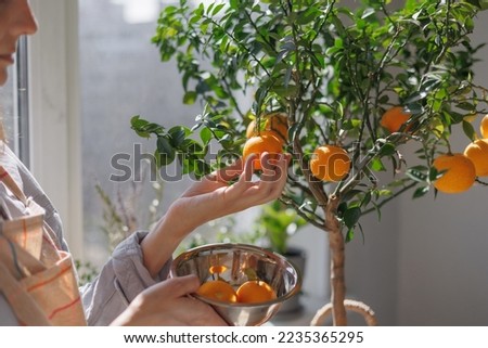 woman collects oranges from a small tree in a wicker basket. citrus fruits grow on branches. ripe fruits of orange tangerines. fresh fruits grown at home Royalty-Free Stock Photo #2235365295