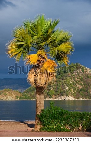 the crown of a palm tree against a blue sky with clouds