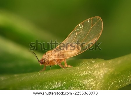 Carrot psyllid, Trioza apicalis (Hemiptera: Triozidae) is a serious pest of carrots, Daucus carota in northern and central Europe