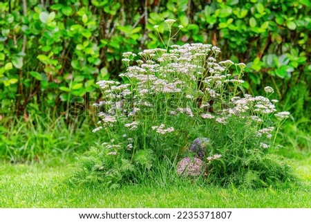 Closeup of white yarrow wildflowers with green background, close up photo, slightly blur background