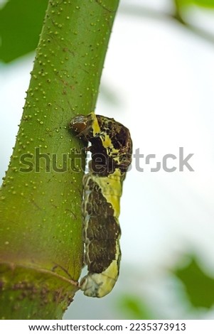 beautiful tropical brown night nocturnal Caligo Eurilochus Memnon owl butterfly caterpillar on a tree against bright forest green leaves