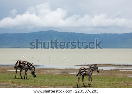 Zebra and wildebeests walking beside the lake in the Ngorongoro Crater, flamingos in the background in Tanzania