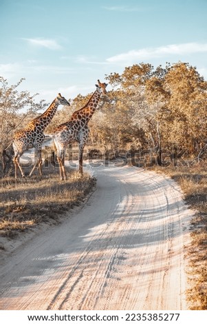 Safari Game Drive. Big Five Animals. Two Gorgeous Tall Giraffes in natural Habitat. Wildlife Photography. South Africa.
