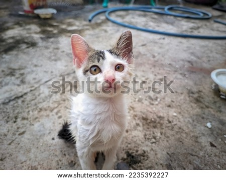 close up a cute wet white aegean cat with beautiful face looking up at the camera's , with outdoors background