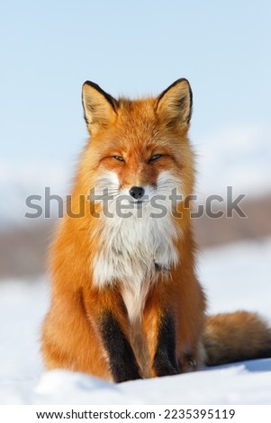 The red fox sits on the snow in the tundra. Wild animal in its natural habitat in the Arctic. Wildlife of the polar region. Northern nature. A beautiful red fox looks carefully. Blurred background.