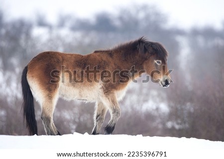 Wild horse hides in the bushes. Horse during winter time. European nature. Protected animals in people care