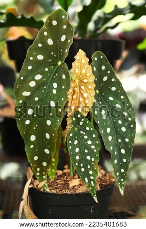 Polka dot begonia plant growing fertilely on pot