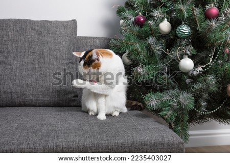 A white cat with black and red spots on its back and head sits and licks its paw on the sofa next to the Christmas tree, New Year's cozy atmosphere, horizontal
