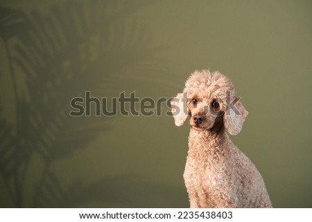  red small poodle. dog indoors. happy pet against the background of a green wall 