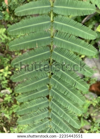 Mimosa pudica leaves expand, but don't touch it otherwise it will close itself